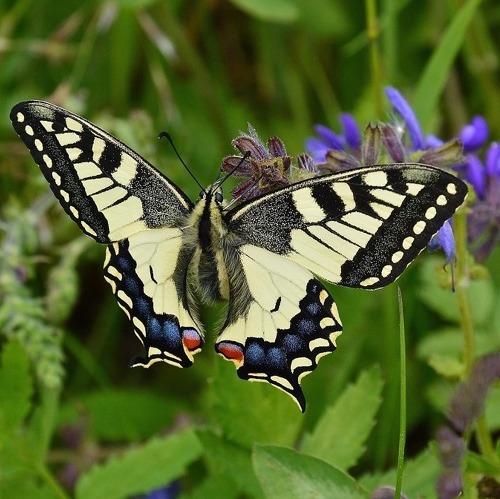 F&ouml;rderung der Fauna im Kleingarten &nbsp; &nbsp;