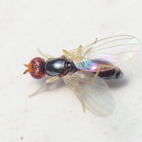 Die fliegen auf Gem&uuml;se: Kohl-, M&ouml;hren- Bohnen- und Zwiebelfliegen