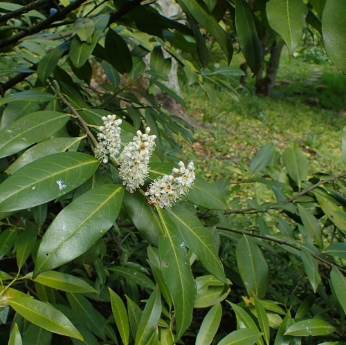 Leider verboten &ndash; warum manche Pflanzen im Kleingarten nicht erlaubt sind &nbsp; &nbsp;