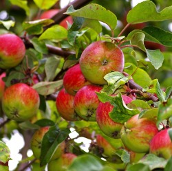 Sommerschnitt am Apfelbaum