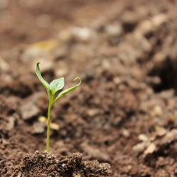 Boden - Grundlage des Gärtnerns