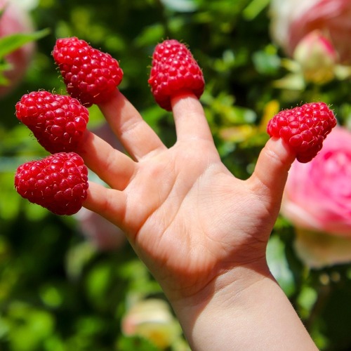Gartenwissen an Kinder vermitteln - Grundlagen und Methoden