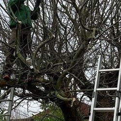 Obstbaumschnitt - der richtige Schnitt - Praxis