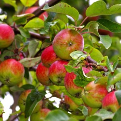 Apfelbaumschnitt