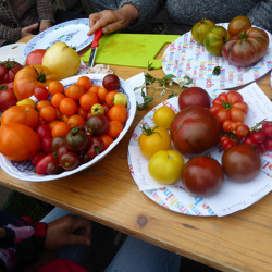 Reisetomate trifft Berner Rose und Schwarze Königin