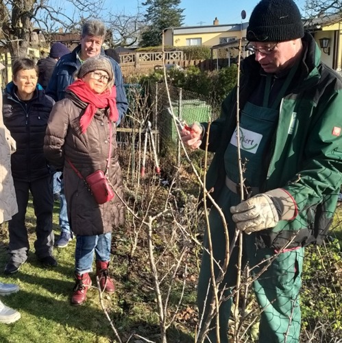 Winterschnitt am Beerenobst am 22.02.2025