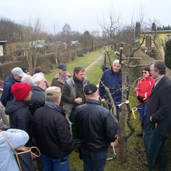 Obstbaumveredlung in der KGA Am Kienberg