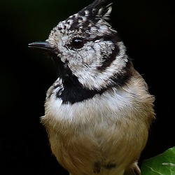 Stunde der Gartenvögel 2018 - Deutschlands große Vogelzählaktion