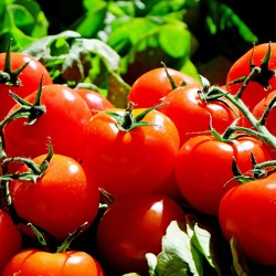 Tomatentag