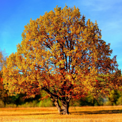 Führung "Baumbestimmung im Winter"