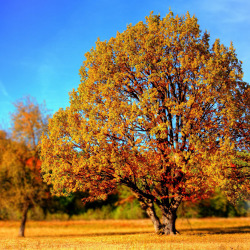 Exkursion und Vortrag "Baumbestimmung im Winter"