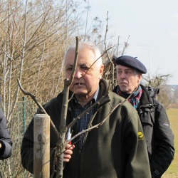 Kulturführung an Obstgehölzen - Theorie und Praxis